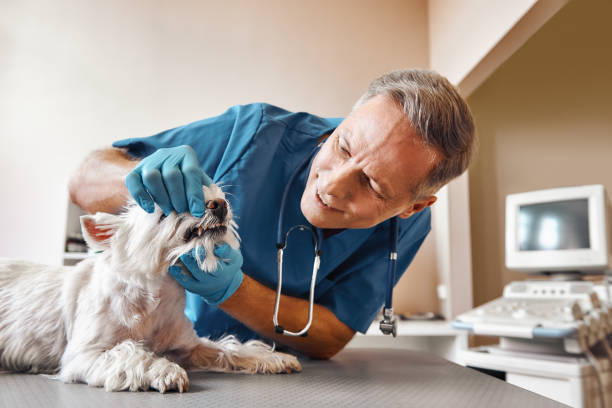 Best Pediatric Emergency Dentist in Greensboro, AL